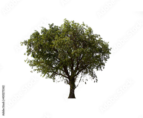 isolated tree  is located on a white background. Collection of isolated tree on white background Tropical tree