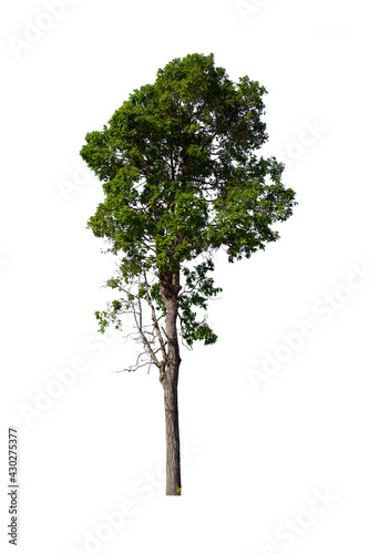 isolated tree  is located on a white background. Collection of isolated tree on white background Tropical tree