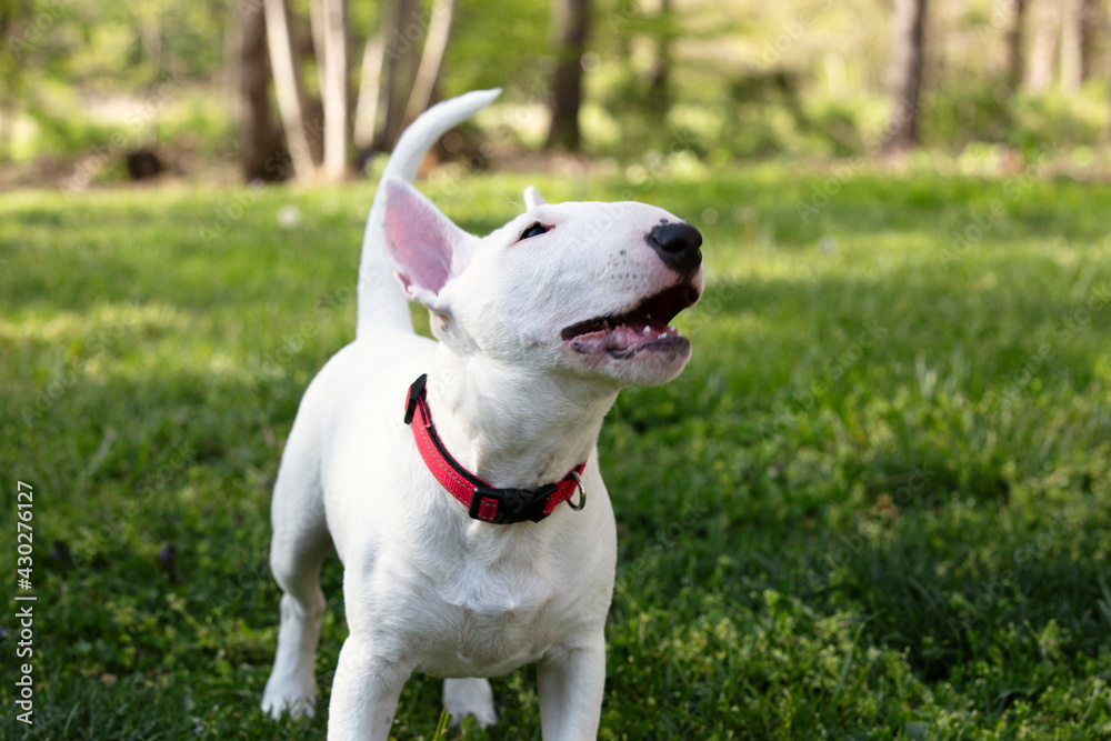 Miniature bull terrier puppy playing in a yard
