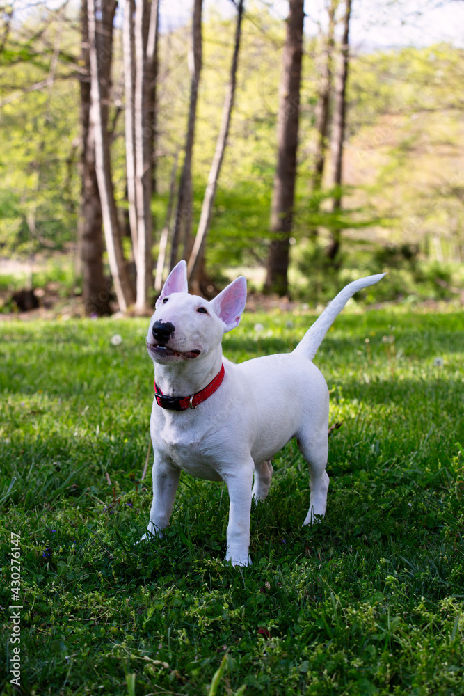 Miniature bull terrier puppy playing in a yard