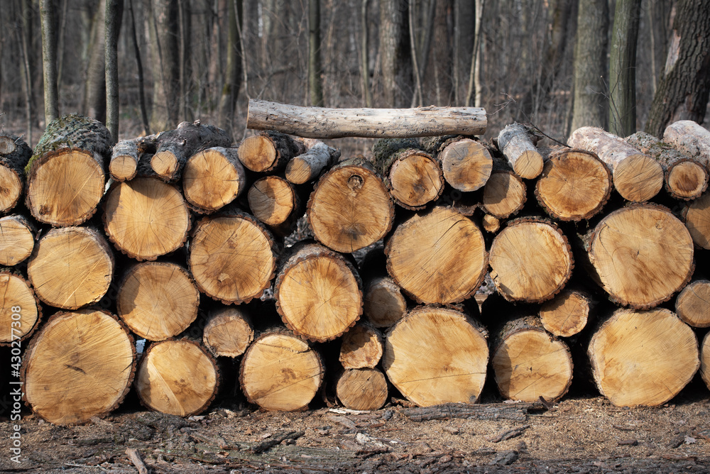 Sawed tree trunks and branches in different sizes piled in pack in forest