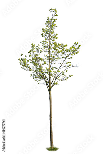 Green leaved deciduous tree with clipping path, isolated tree on white background