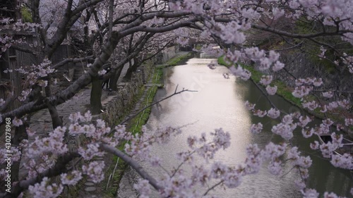 Sakura bloom over Omihachiman Moat at sunset, Japan photo