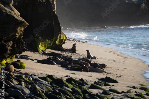 Tableau sur toile Cape fur seals. Wildlife concept with sea lion.