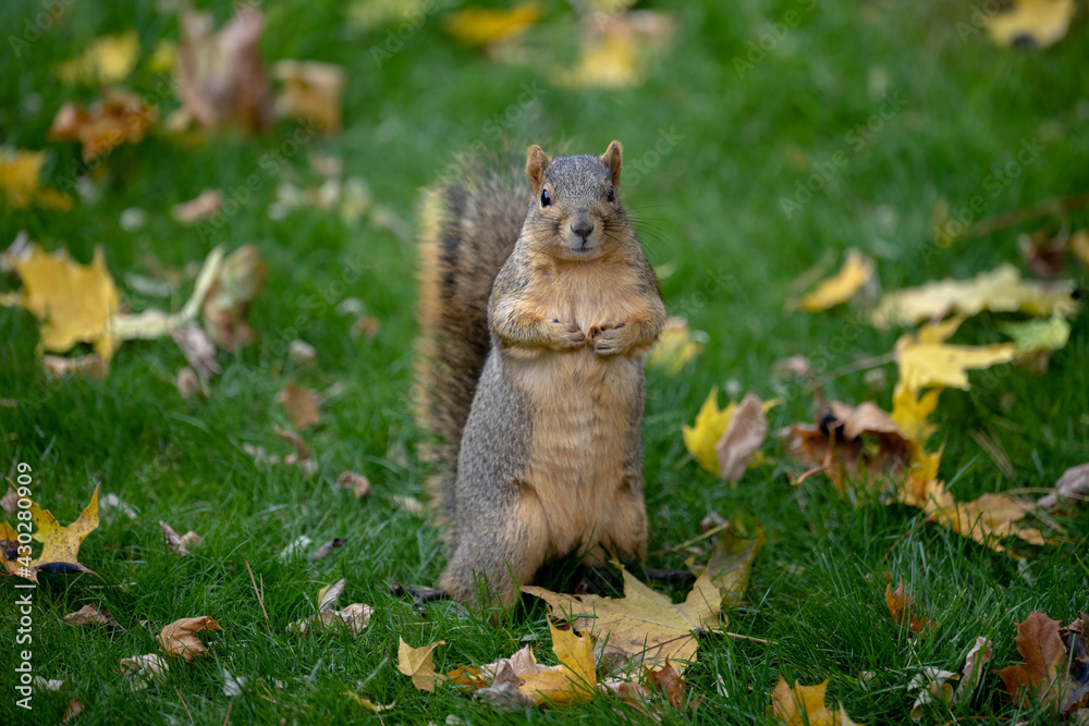 A fox squirrel standing among fall leaves. A fox squirrel standing among fall leaves.