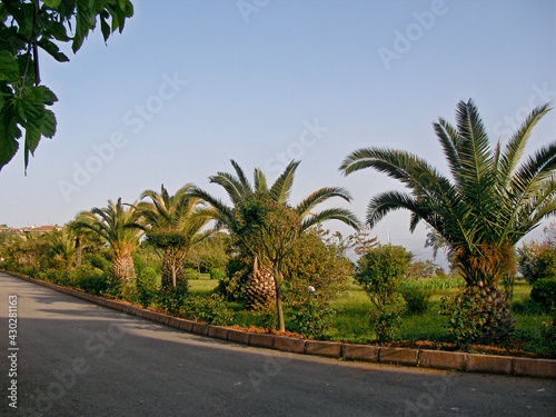 palm trees on the street © Alp Guvenc