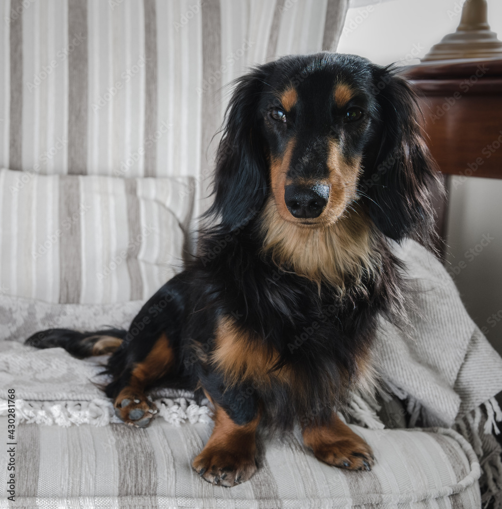 Young black and brown long haired dachshund dog posing sitting on an armchair. Pure breed dachshund looking at the camera. Young black and brown long haired dachshund dog posing sitting on an armchair. Pure breed dachshund looking at the camera.