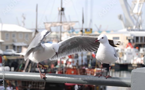 gaivota tem de monte aqui parace pombas ai do Brasil, e temos que ficar espertos por que se estiver comendo alguma coisa elas vem para tentar um pedacinho. photo