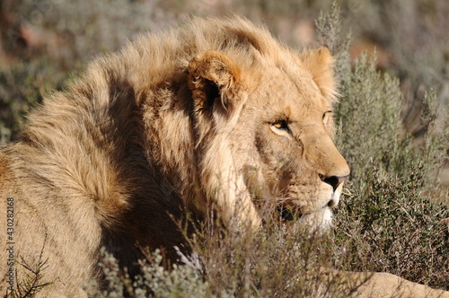 Lions - CapeTown - South Africa