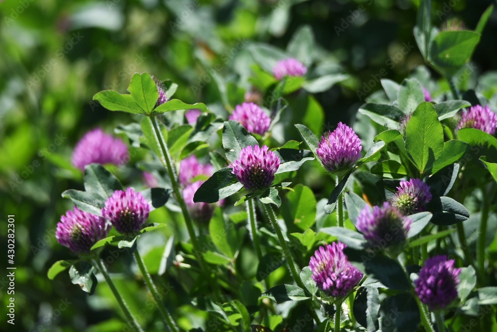 Red clover (Trifolium pratense). Fabaceae perennial grass. Red clover (Trifolium pratense). Fabaceae perennial grass.