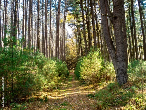 Cook Forest State Park in the fall near Clarion Pennsylvania with the baby pine trees and fallen leaves and a blue sky popping through the background.