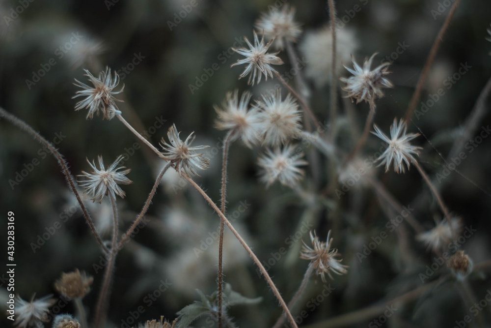 dandelion dandelion