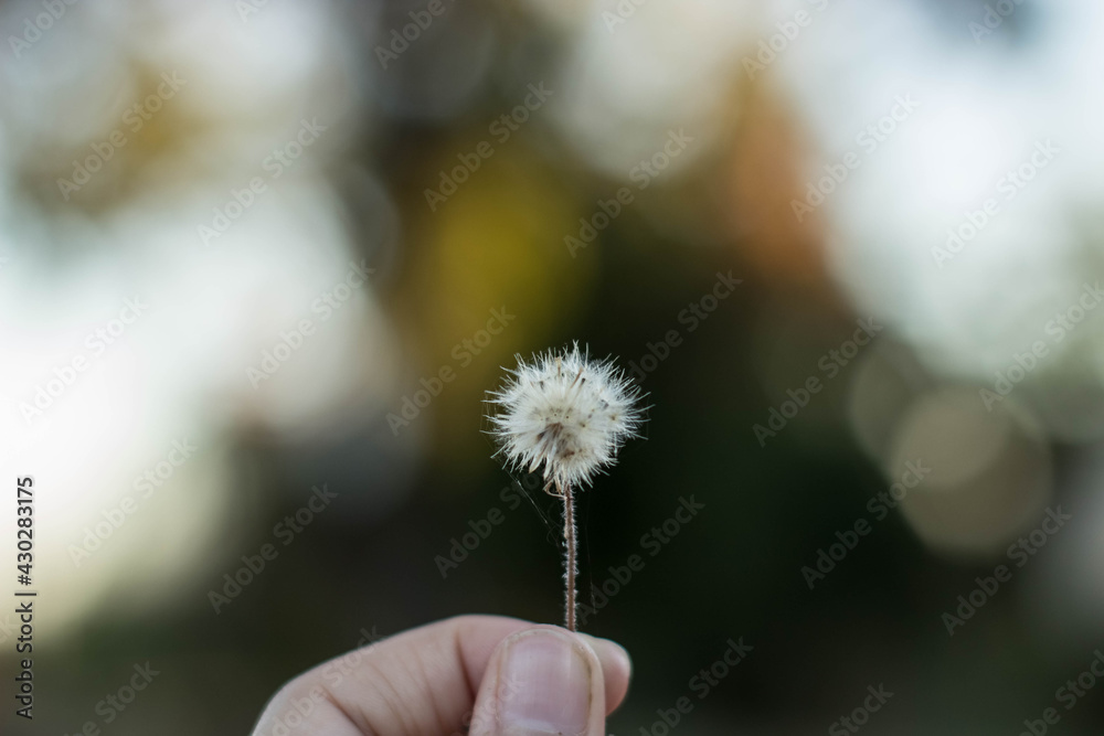Fototapeta premium dandelion