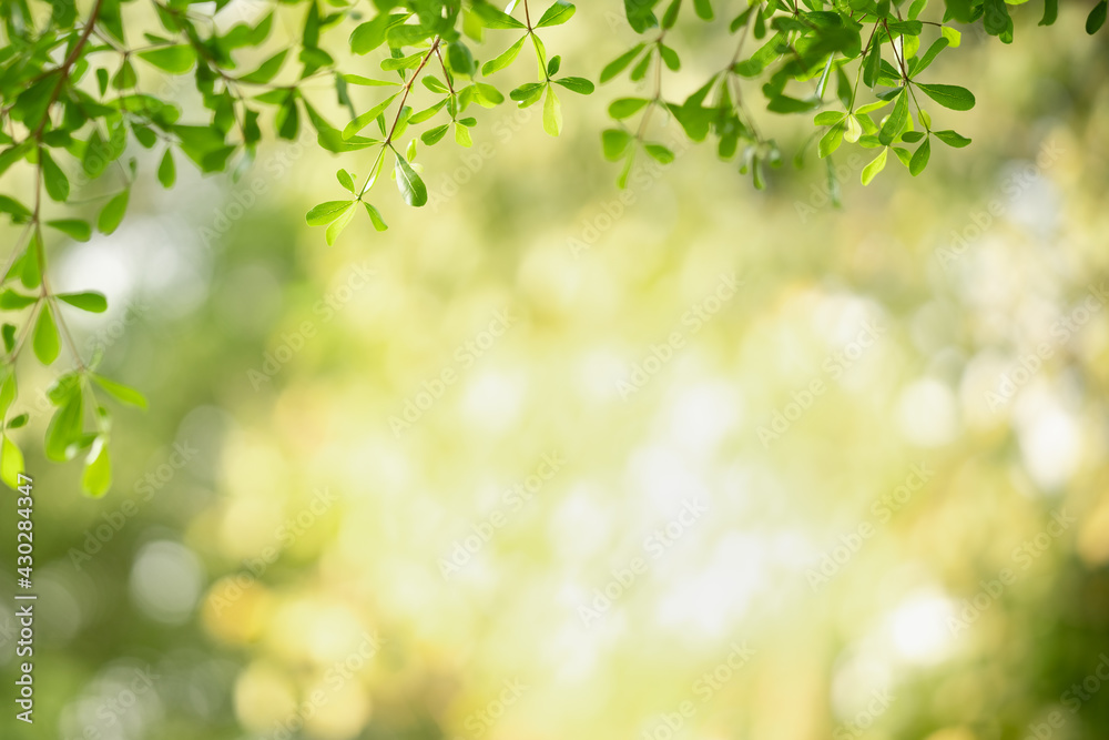 Beautiful nature view green leaf on blurred greenery background under sunlight with bokeh and copy space using as background natural plants landscape, ecology wallpaper concept.