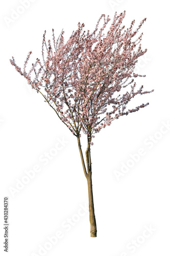 Cherry tree blooming during spring, isolated on white background