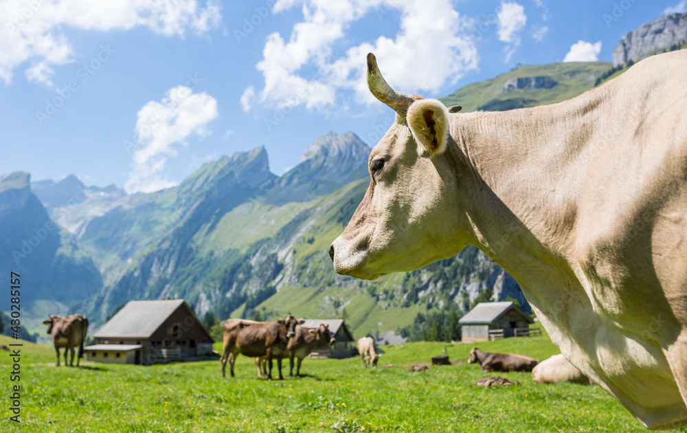 Cattle grazing in valley of the Swiss alpine against a beautiful mountain scenery in Switzerland.