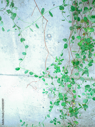 Wallpaper Mural 緑 Torontodigital.ca