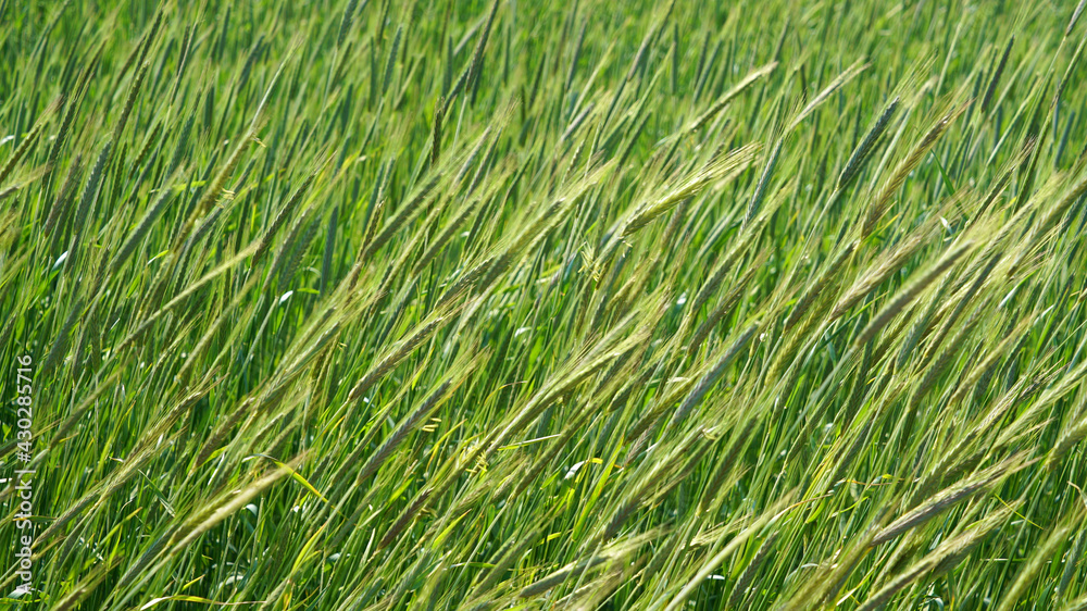 Green wheat field in the spring