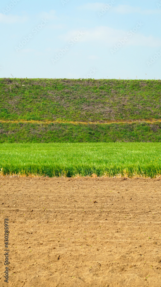 Spring barley growing in the field. Spring barley growing in the field.