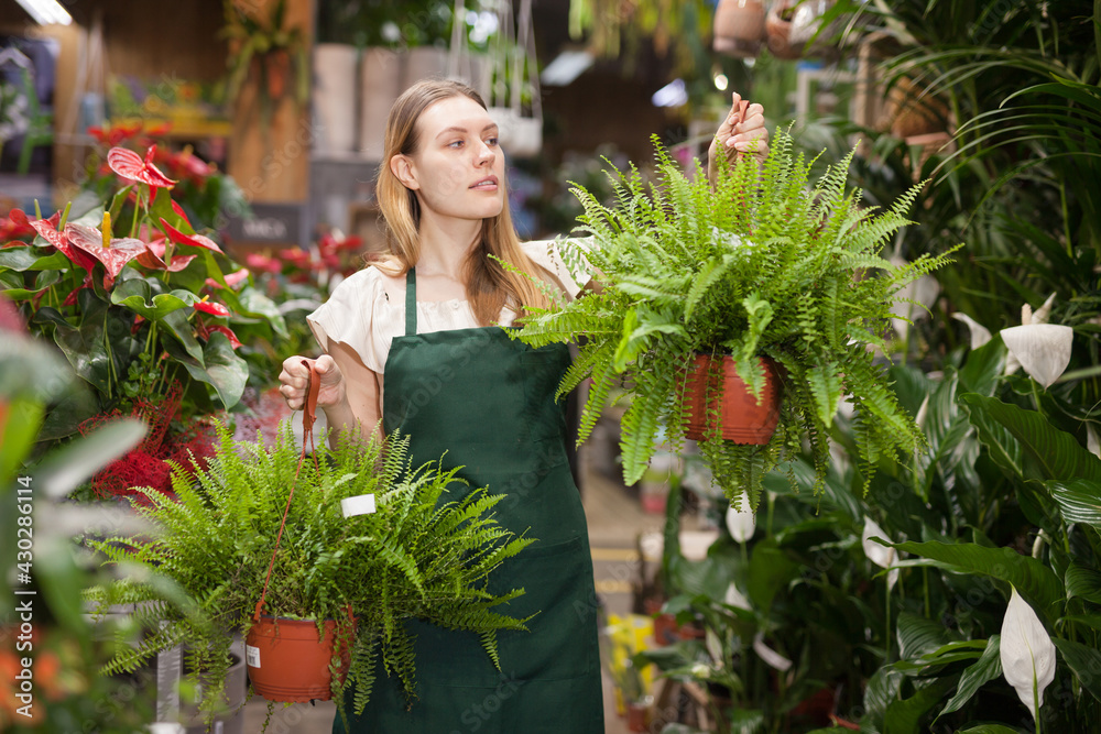 Portrait of skilled woman florist arranging flowers in pots at flower shop. High quality photo