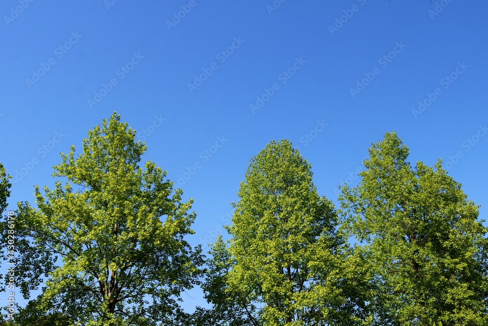 爽やかな青空と新緑 春の日 風景 爽やかな青空と新緑 春の日 風景