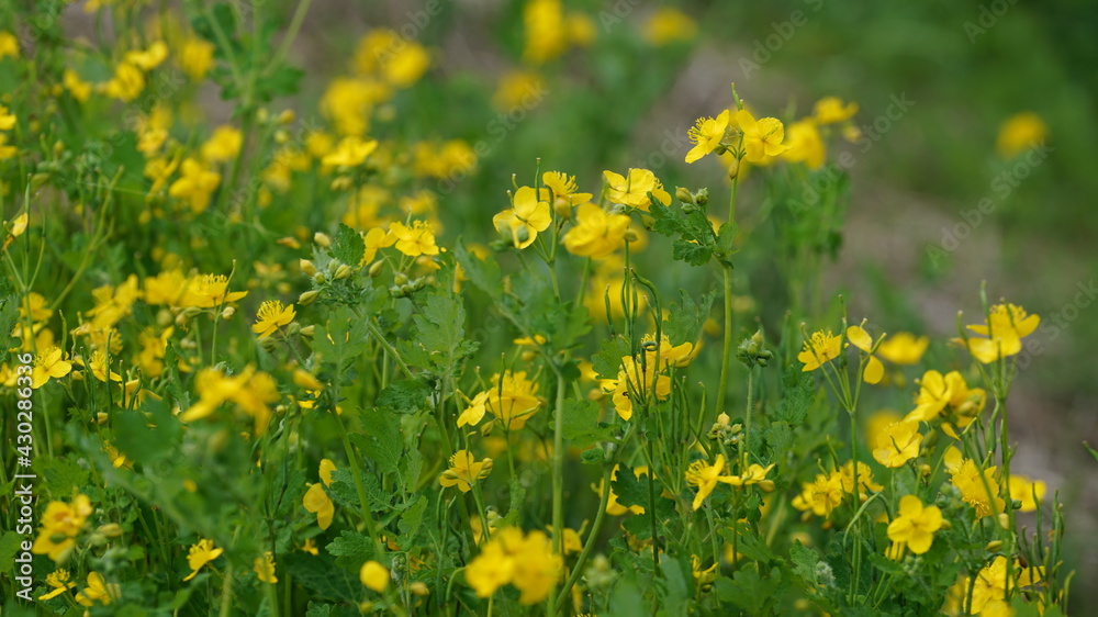 Obraz premium yellow greater celandine on the street