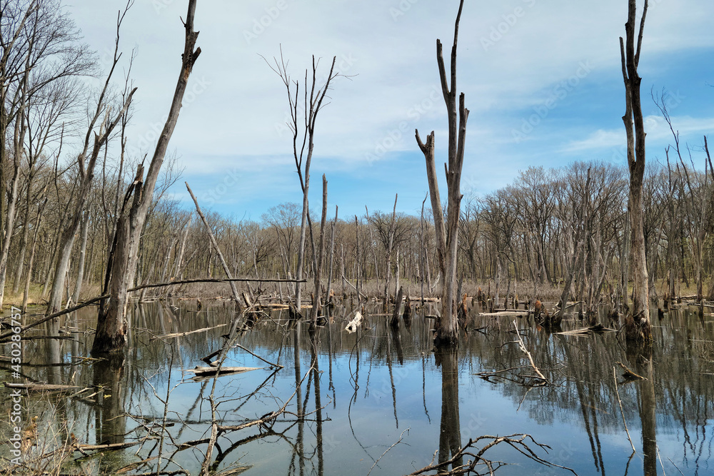 Marsh with Dead Trees