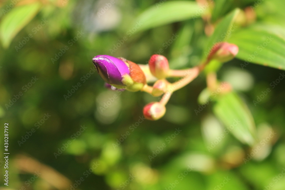 New bud of a purple colour octandra palnt New bud of a purple colour octandra palnt