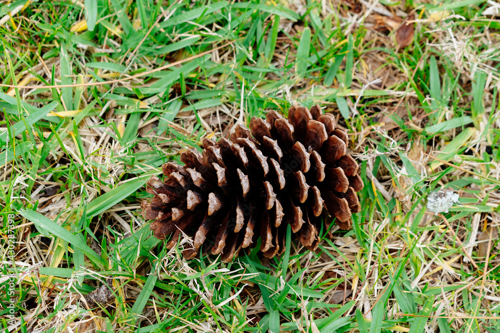 Fallen pine cone on grass