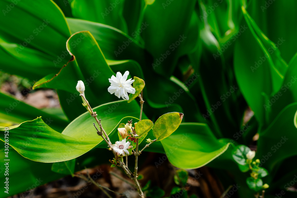 Obraz premium Jasmine white flower bush blossoms at spring