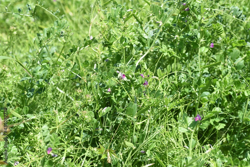 Narrow leaved vetch. Fabaceae grass.