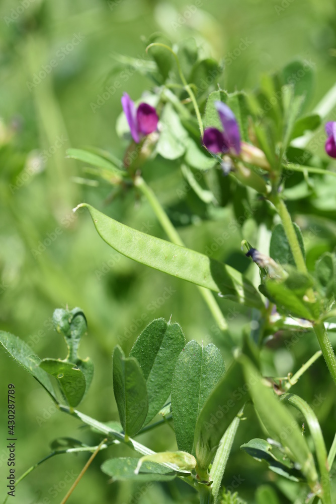 Narrow leaved vetch. Fabaceae grass. Narrow leaved vetch. Fabaceae grass.
