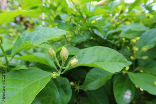 Wallpaper Mural Selective focus jasmine flower bud on green leaf background. Torontodigital.ca