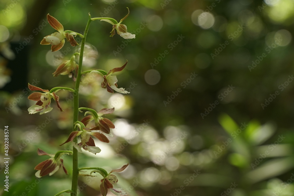 Calanthe discolor, pink small flowers are blooming in a park in Tokyo, Japan. Ebine. Calanthe discolor, pink small flowers are blooming in a park in Tokyo, Japan. Ebine.