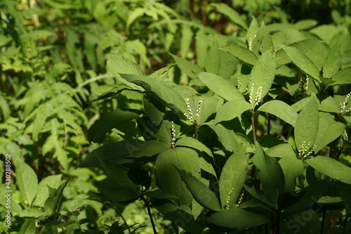 Chloranthus serratus, small white flower is blooming in a bush at a park in Tokyo, Japan. April, Spring time. photo