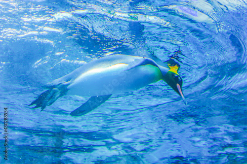 水中を泳ぐペンギン © eri