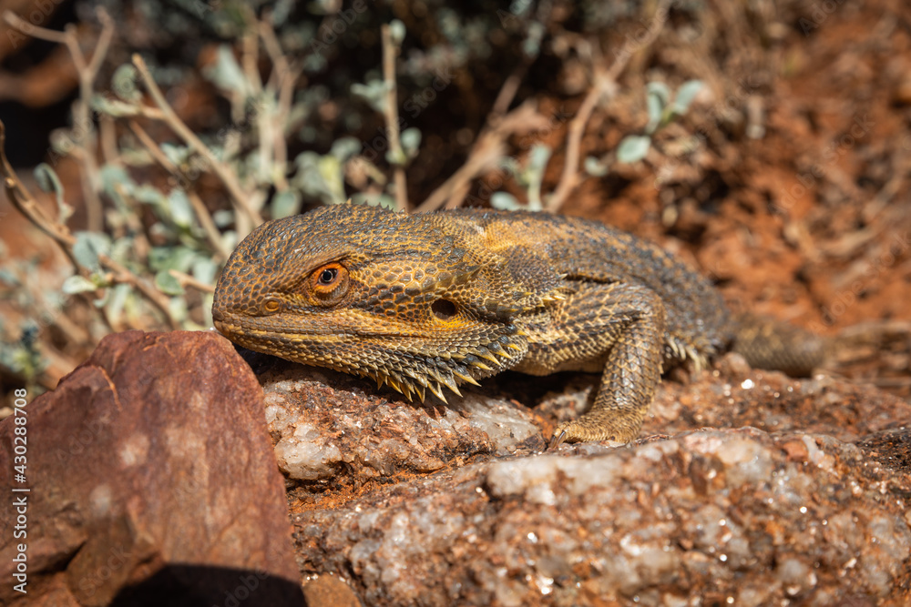 Fototapeta premium Close Up of Australian Bearded Dragon lizard Pogona on the rock in natural wildlife habitat
