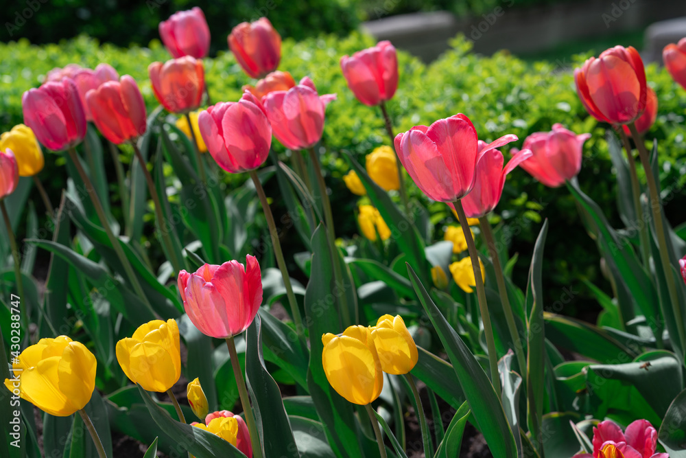 Colorful Tulips on a sunny day in Spring