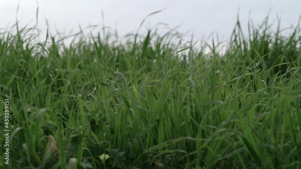 Windy green grass in the field Windy green grass in the field