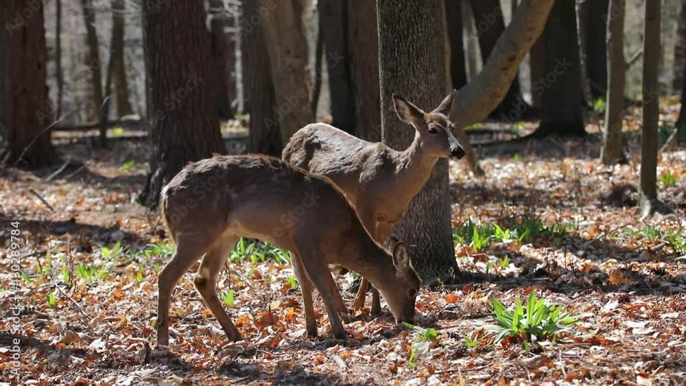 White-tailed deer. Scene from Wisconsin state park. White-tailed deer. Scene from Wisconsin state park.