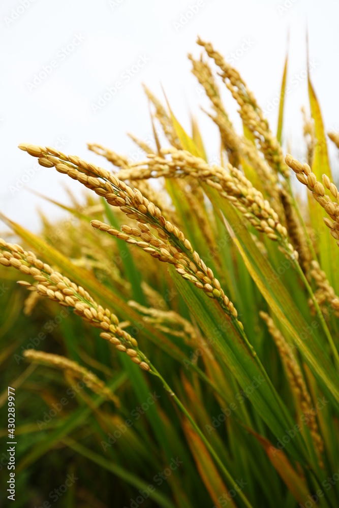 The autumn rice fields The autumn rice fields