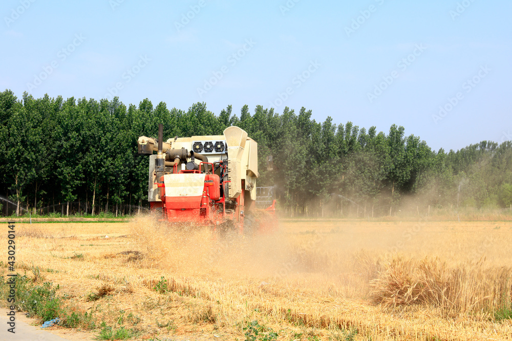 Fototapeta premium combine harvester working on a wheat field