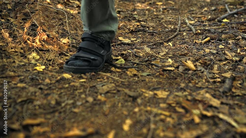 Path in a wild spruce forest. Legs of a walking man. Path in a wild spruce forest. Legs of a walking man.