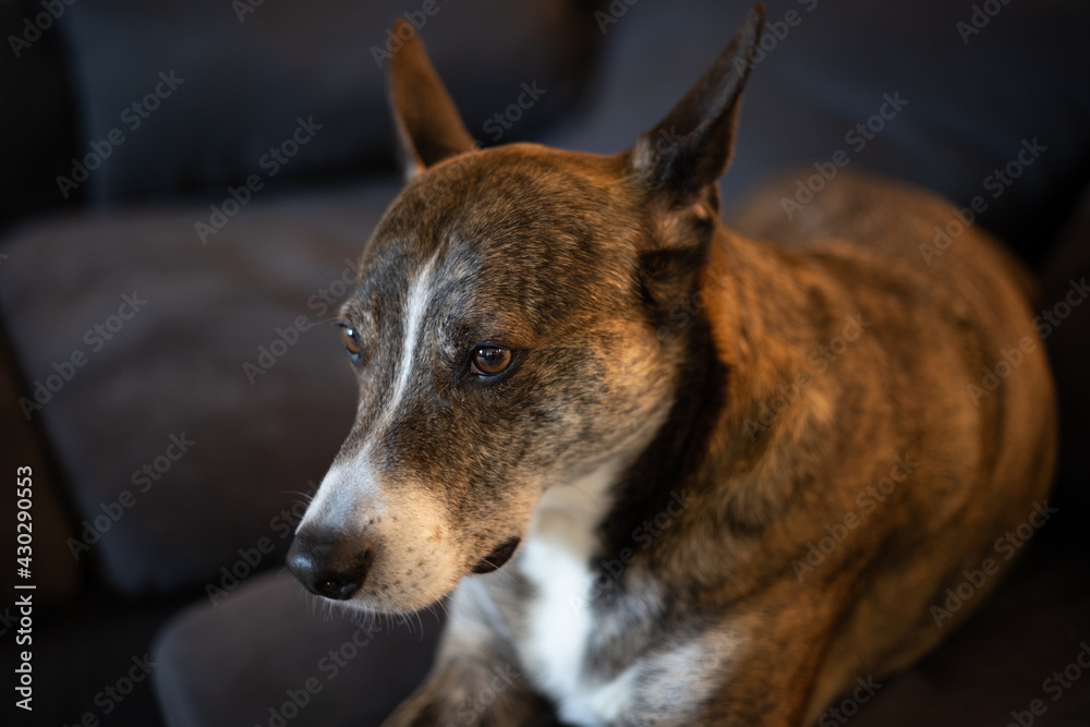 Brindle Dog on Blue Couch