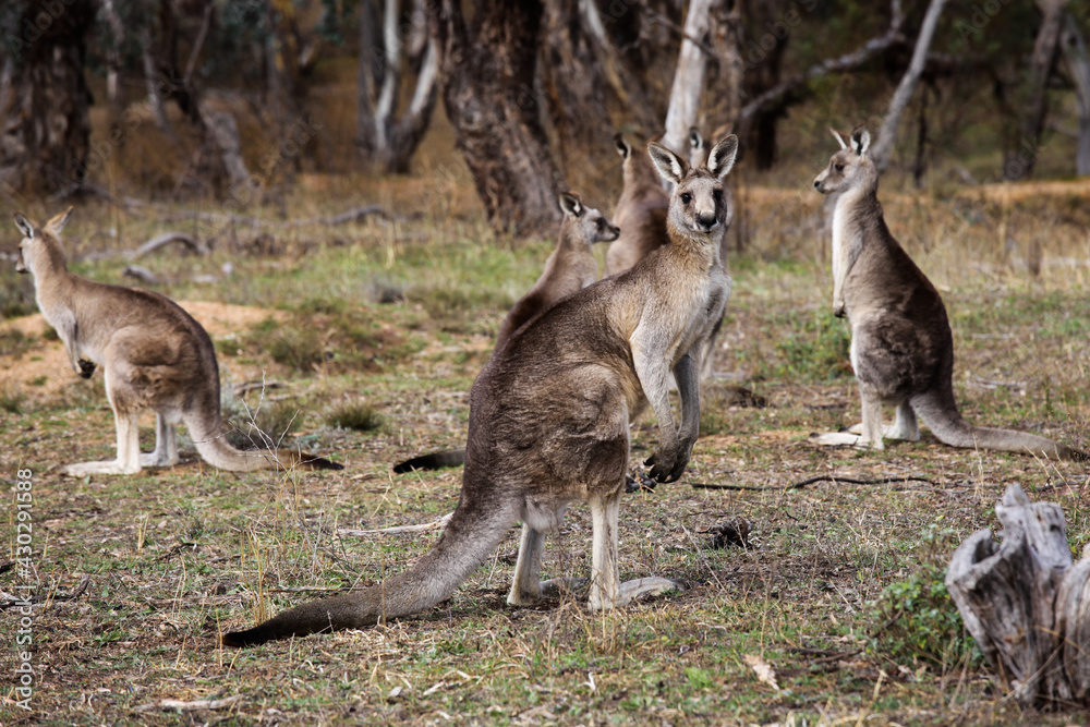 kangaroos