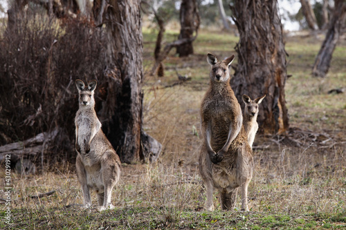 kangaroos in the wild