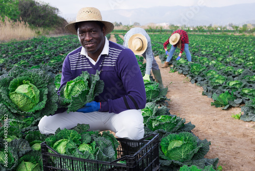 Afro american man farmer in straw hat picking fresh organic cabbage in crate on farm photo