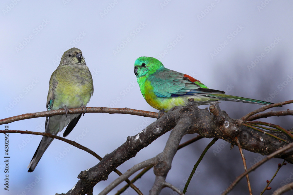 Fototapeta premium pair of parrots