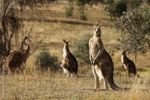 Photography kangaroos in the wild