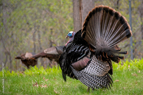 Male wild turkey strutting photo